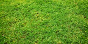Trawa w rolkach – jak wybrać najlepszą?