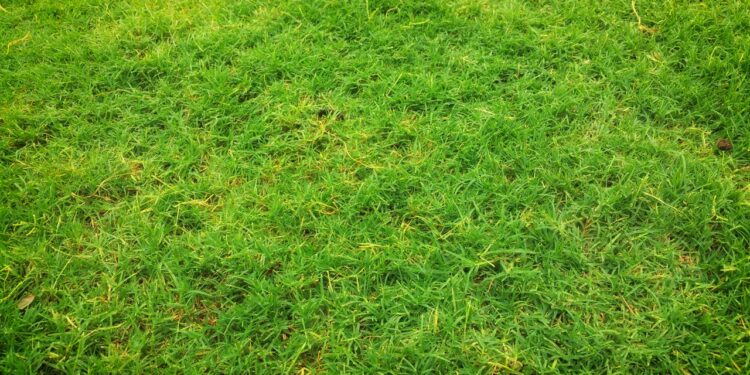 Trawa w rolkach – jak wybrać najlepszą?
