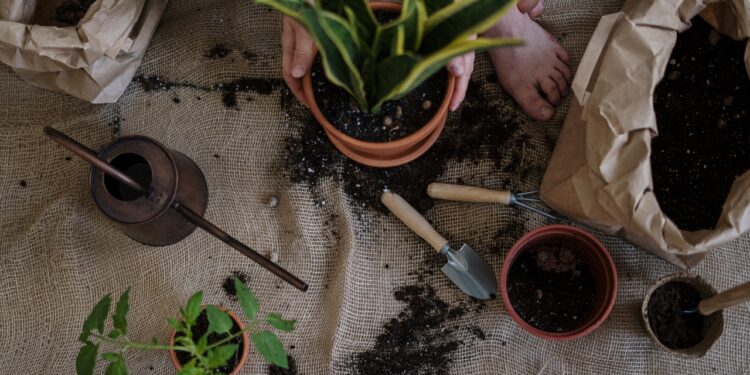 Rośliny doniczkowe – dlaczego warto mieć je w domu?